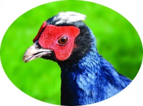 Záchranný projekt bažanta