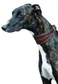 Greyhound – anglický chrt