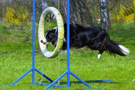 Agility