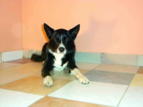 Psí Star Dance – část 10. Nenuďte se a naučte se