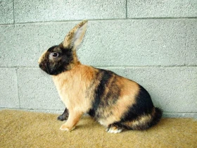 Střední plemena králíků v našich chovech IX. Japonský