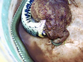 Predátoři obojživelníků aneb Natrix natrix vs. Bufo bufo