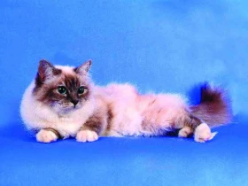 Které plemeno kočky si vybrat? 1. část