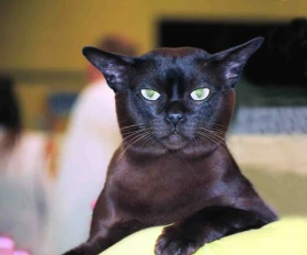 Které plemeno kočky si vybrat? 2. část