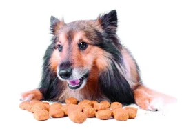 Pes a návykové látky