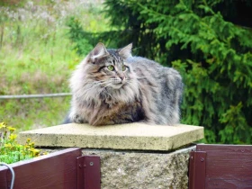 Které plemeno kočky si vybrat? 3. část