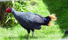 Cesta za satyrem Blythovým