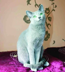 Ruská modrá kočka