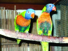Lori mnohobarvý (Trichoglossus haematodus)