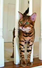 Které plemeno kočky si vybrat? 4. část