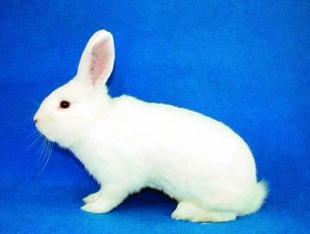 Střední plemena králíků v našich chovech XII. Moravský bílý hnědooký