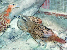 Chov a odchov kurů bambusových (Bambusicola thoracica thoracica)