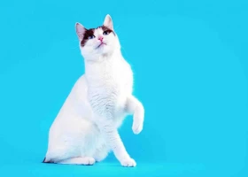 Které plemeno kočky si vybrat? 5. část