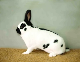 Český strakáč, klenot mezi národními plemeny králíků