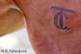 Koňský domácí lékař 25: Rána po výžehu – popálenina