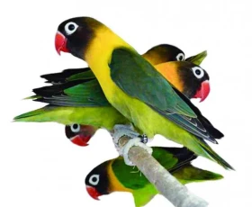 Agapornisové – poctivá práce