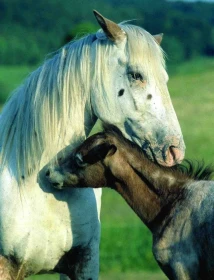 Odtržený od přátel Co pro koně znamená změna stáje