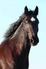 Slezský teplokrevník