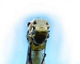 Můj život s koňmi