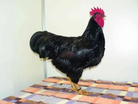 Výkrm kuřat