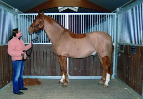 Dekování a stříhání koní Chybějící koňský „obleček“