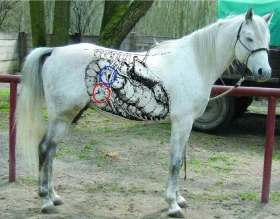 Koňský domácí lékař 26: Co je to kolika?