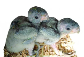 Dokrmování a odstav papoušků konžských