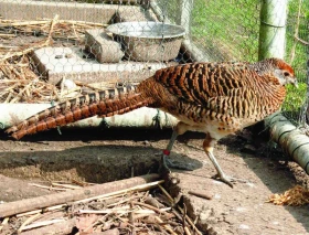 Čistokrevní bažanti a chov bažanta diamantového