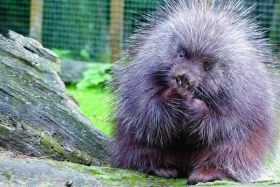 Urzon kanadský – první mládě odchované v soukromém chovu