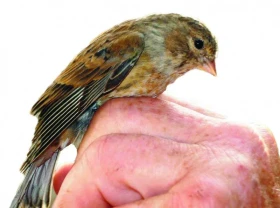 Chov evropského ptactva a zákon