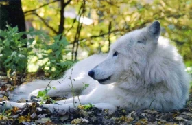 Svět podle psa – část 11. Průvodce labyrintem psích emocí – Panika