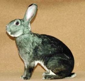 Plemena králíků se změněnou srstí 2 Rexi střední, malí a zakrslí