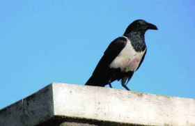 Ugandský deník Cesta za horskými gorilami