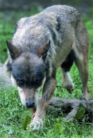 Svět podle psa – část 12. Průvodce labyrintem psích emocí – Volání divočiny aneb Útěkáři