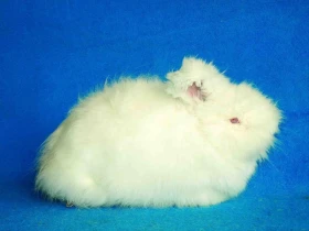 Plemena králíků se změněnou srstí 3 Angorský králík