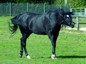 Alergie - vyhnutelné trápení O významu ustájení vhodného pro alergické koně