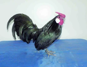 Bantamky