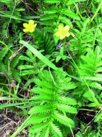 Poklady z přírody 10 Mochna husí