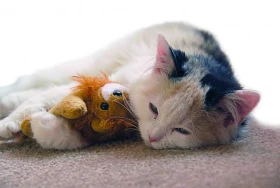 Infekční choroby koček Panleukopenie