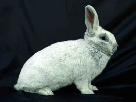 Posuzování králíků v obrazech I.