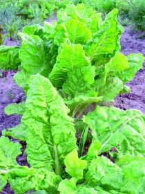 Poklady z přírody 11 Mangold