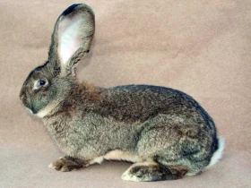 Posuzování králíků v obrazech II. Hmotnost