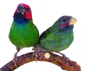 Amada fidžijská Erythrura pealii (Hartlaub, 1852)