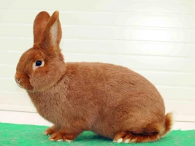 Posuzování králíků v obrazech III. Tvar