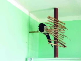 Ochočení krkavcovití potrava, prostředí a péče