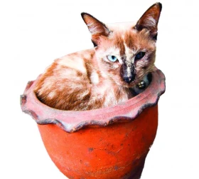 Infekční choroby koček FIV – virová imunodeficience koček