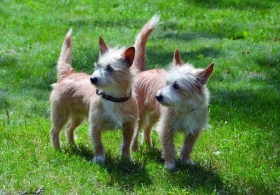 Portugalský podengo