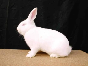 Posuzování králíků v obrazech V. Srst