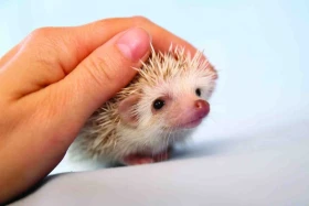 Africký trpasličí ježek 2 (Atelerix albiventris / Atelerix algirus)