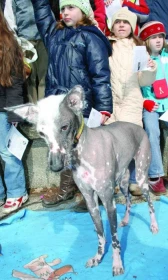 Klinická canisterapie v podání magistry Ivy Bajtlerové XVI. Kdy do důchodu